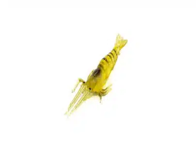 INNO Green Shrimp Tube | Arctic-Fritid.as INNO Green Shrimp Tube | Arctic-Fritid.as