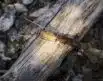 Light My Fire FireLighting Kit - CocoShell | Arctic-Fritid.as