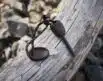 Swedish FireSteel Army - RustyOrange | Arctic-Fritid.as