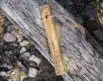 Light My Fire TinderSticks | Arctic-Fritid.as