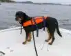 Flytevest for hund 3-8kg | Arctic-Fritid.as