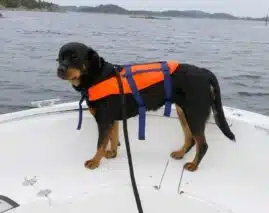 Flytevest for hund 8-15kg | Arctic-Fritid.as