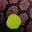 Black Yellow Dot | Arctic-Fritid.as